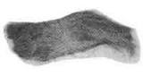 COCO FIBER